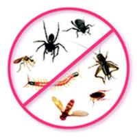 Residential Pest Control Brisbane image 2